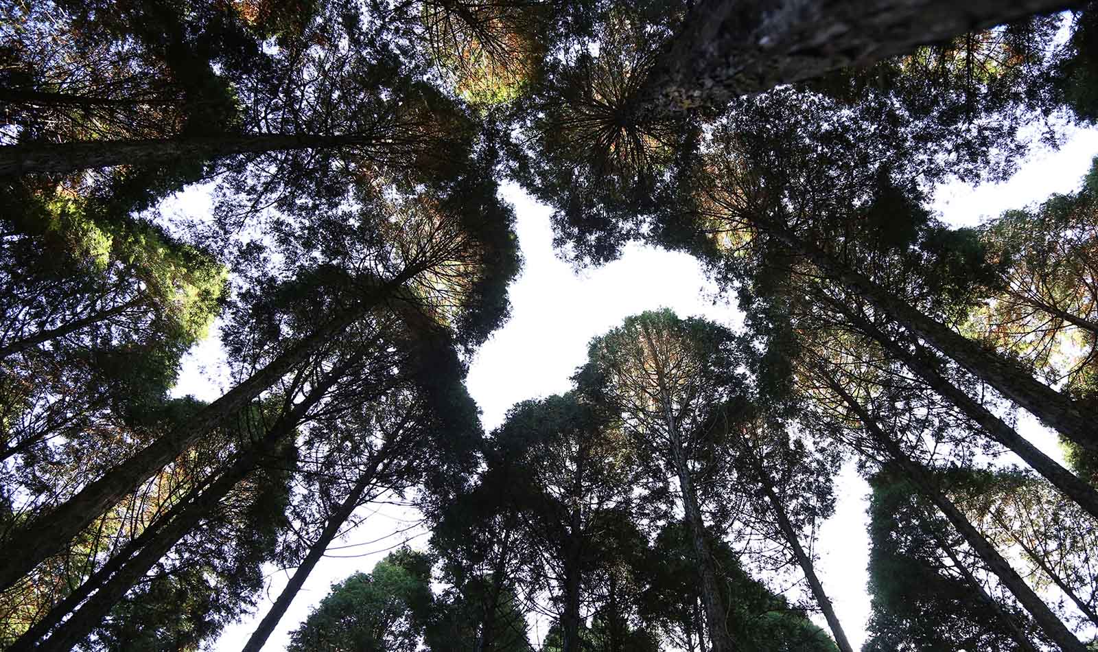 たくさんの実をつけた収穫前の「みさを大豆」